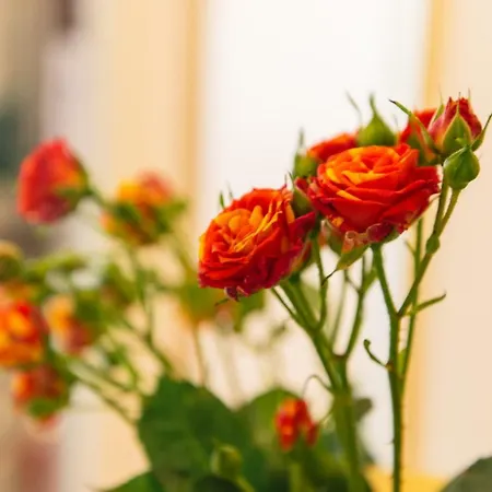 Affittacamere Bb Porta Augustea - Fano