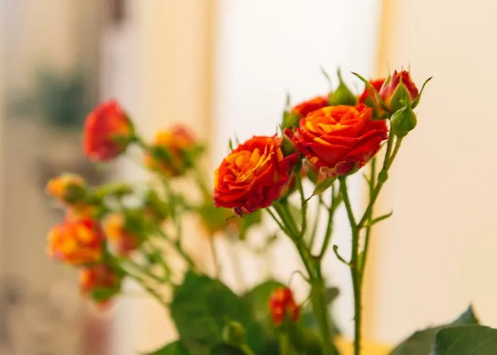 Konukevi Bb Porta Augustea - Fano